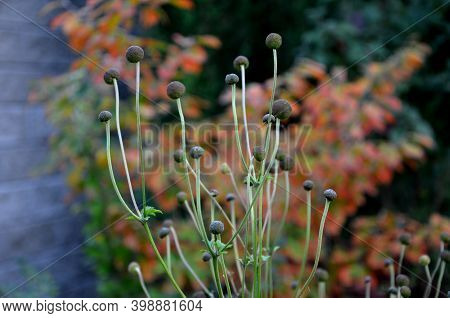 The Leaves Are Firm, Green In Color. Autumn Are Painted In Shades Of Yellow And Orange. It Blooms Du