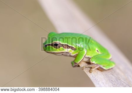 European Tree Frog (hyla Arborea Formerly Rana Arborea) Small Tree Frog Found In Europe Wildlife. Ho