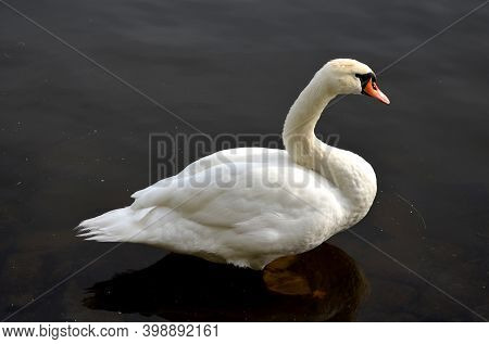 The Whooper Swan Is One Of The Largest Birds In The Czech Republic. He Has A Long, White Body With A