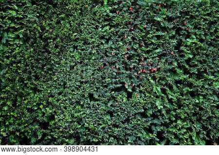 Taxus Baccata Is An Evergreen Conifer Suitable For Both Low And High Hedges. It Also Tolerates More 