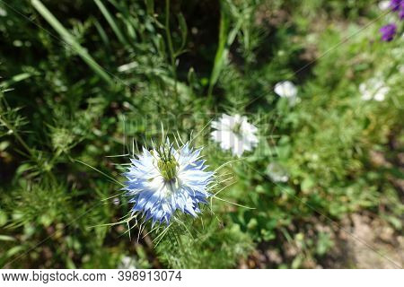 Double Blue And White Flower Of Nigella Damascena In June