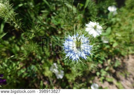 Light Blue And White Flowers Of Nigella Damascena In June
