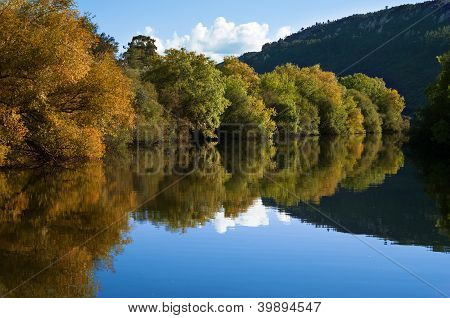 Riverbank træer og refleksion