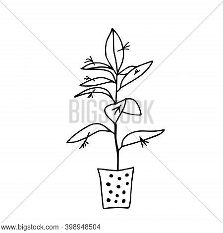 Black Outline Hand Drawing Vector Illustration Of A Decorative Plant Ruscus In A Pot Isolated On A W