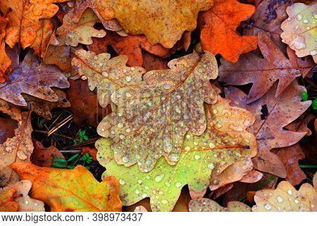 abstract autumn background with leafage with watr drops
