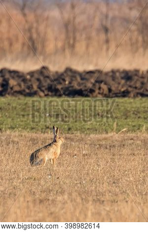 European Brown Hare (lepus Europeaus) Hiding In Field Spring Time