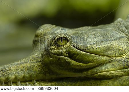 Wild Green Gavial In Nature On A Rock By The Lake. \ndetail Of The Head And Eye And Skin Of A Wild A