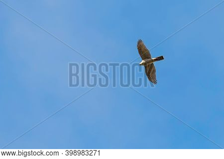Sparrowhawk in Flight (accipiter Nisus) Eurasian Sparrowhawk  Wildlife Flight