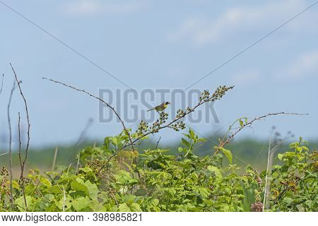 Common Yellowthroat With An Insect In Its Mouth In The Goose Lake Prairie State Natural Area In Illi