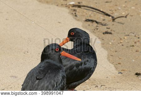 Variable Oystercatcher Pair On Beach On Stewart Island, New Zealand.