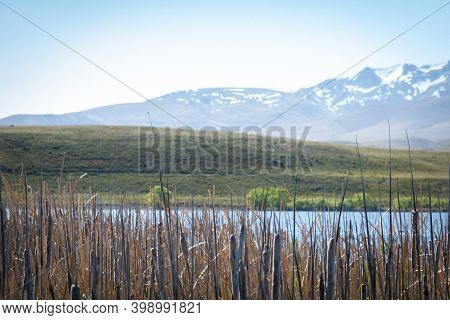 Dry Reeds On Side Of Lake Alexandrina With View Across To Southern Alps Landscape.