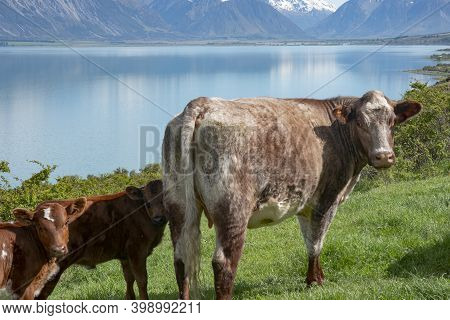 Brown Cow And Calves With Snow Capped Southern Alps Across Lake Ohau Background In South Island New 