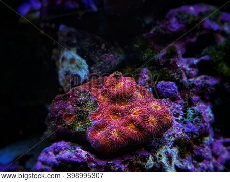 Favia Sp. Pinapple Small Colony Lps Coral