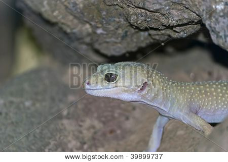 GEKO