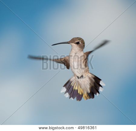 Female Hummingbird in flight, looking curiously below her