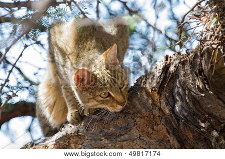 African Wild Cat Looking For Food High Up