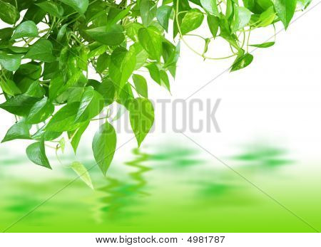 Pothos Reflection