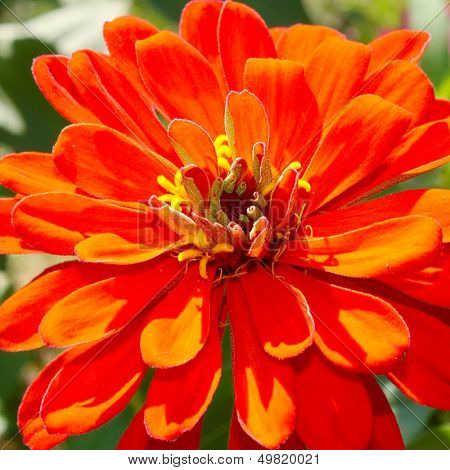 Bright orange zinnia