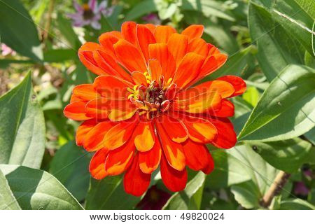 Bright orange zinnia