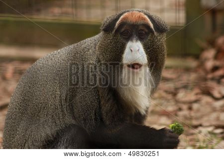 Guenon