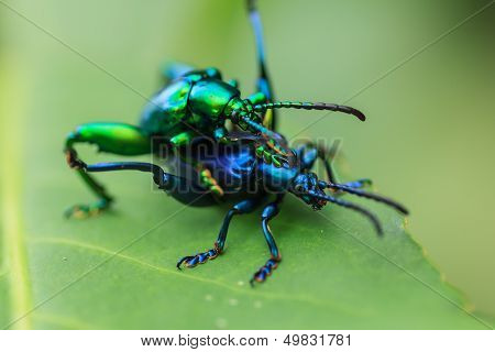 Mating Of Beetles