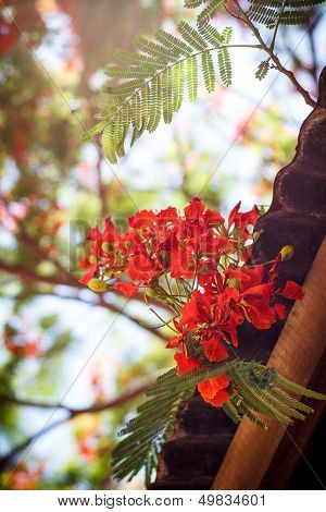 Delonix Regia