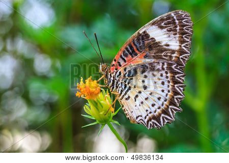 Leopard lacewing butterfly feeding on cosmos flower