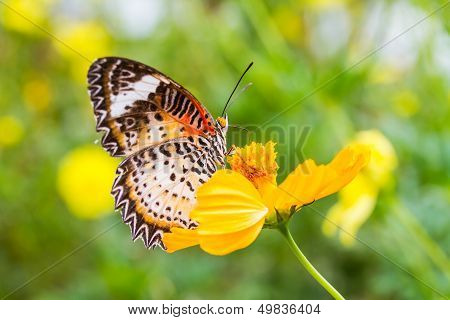 Leopard lacewing butterfly feeding on cosmos flower