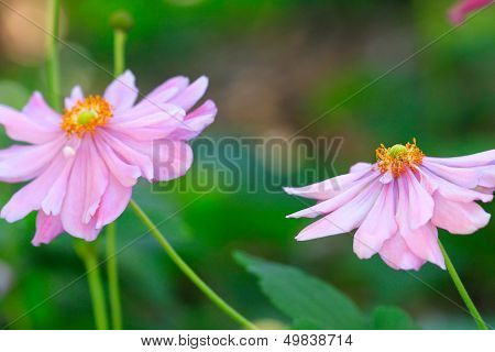 Beautiful Soft Pink Aster With Yellow Centre Sway In The Breeze