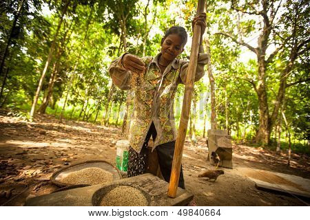 BERDUT, MALAYSIA - APR 8: Unidentified woman Orang Asli thresh rice to remove chaff on Apr 8, 2013 in Berdut, Malaysia. More than 76% of all Orang Asli live below the poverty line.