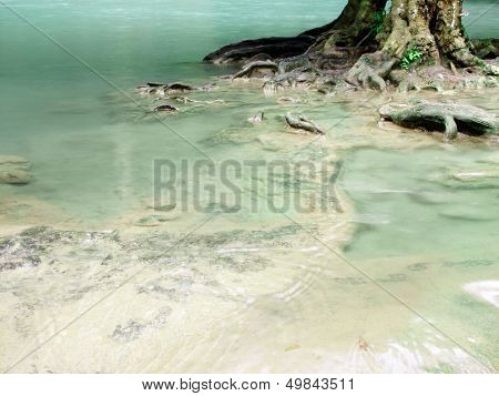 Tree Root