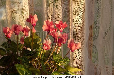 Pink Cyclamen