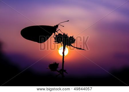 romantic sunset