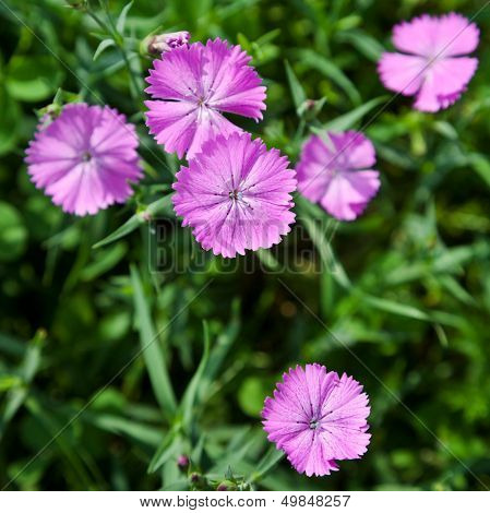 dianthus Campestris Flower