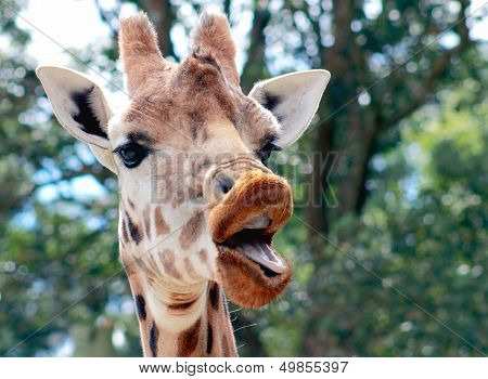 Talking Giraffe
