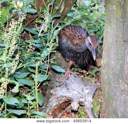 New Zealand Weka (gallirallus Australis)