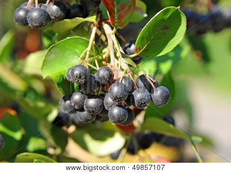 Black ashberry (Aronia melanocarpa)