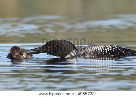 Common Loon (Gavia immer) Feeding its Baby a Fish