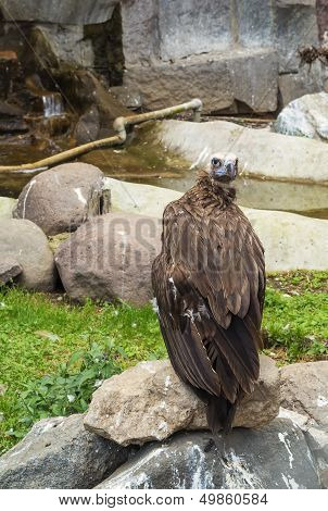 Cinereous Vulture