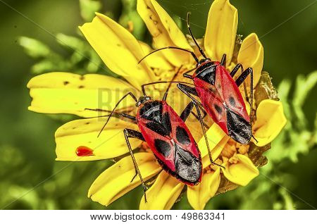 Red Bugs