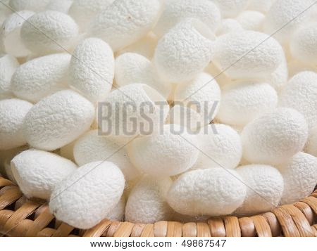 White Cocoon.