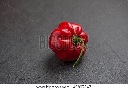 a red habanero on black slate plate