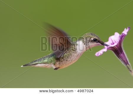 Colibri rubi - throated (Arquíloco Colubris)