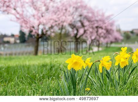Daffodils with blooming almond trees in the background