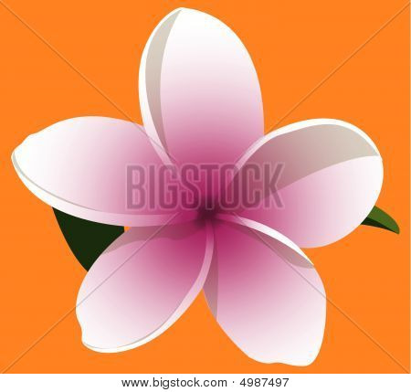 ดอกลีลาวดีสีชมพู