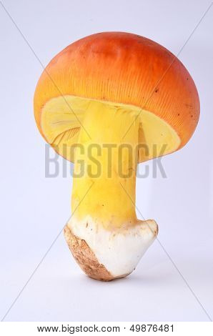 Edible Amanita Caesarea Or Caesar's Mushroom 1