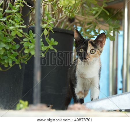 Three-colored Kitten.