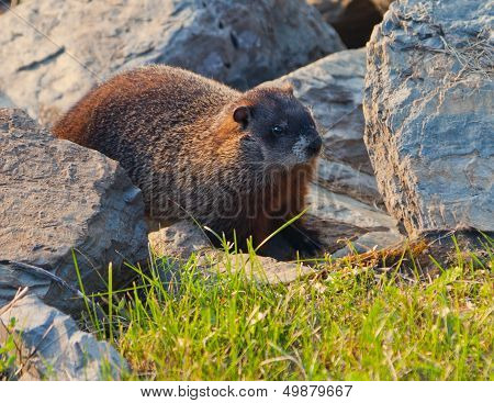 Groundhog