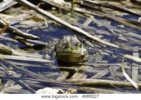 Büyük Bullfrog
