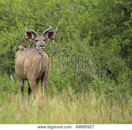 Kudu Bull looking back